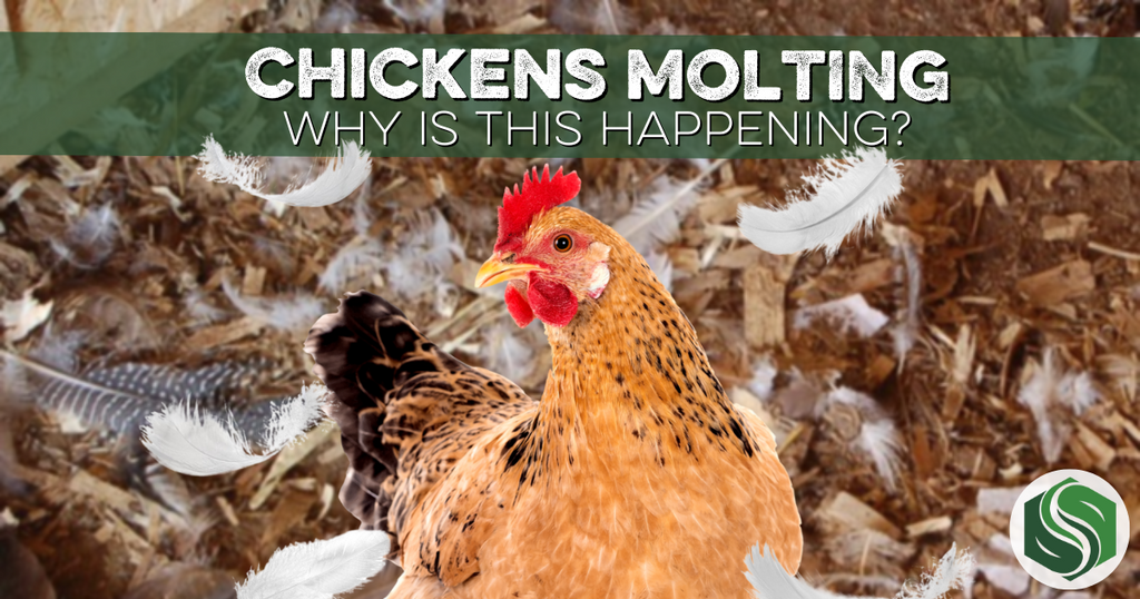 Molting Chickens: How Molting Benefits Your Flock - Southland Organics
