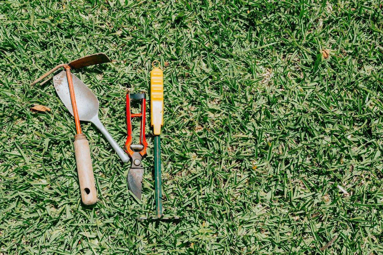 natural lawn care program