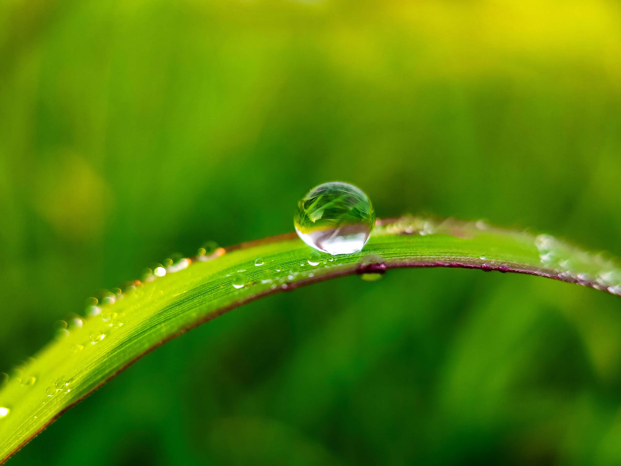 natural lawn care